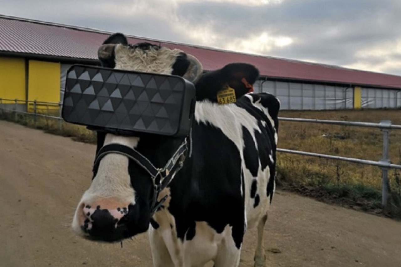 vr cows